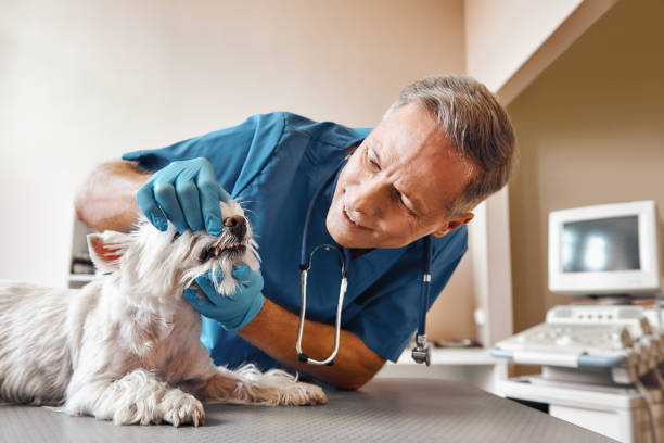 Best Emergency X-Rays and Diagnostics in Minster, OH